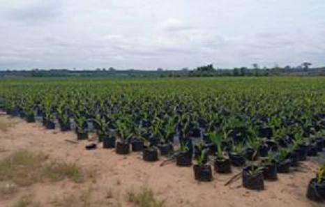 PAPAKIN : visite d’études des fermiers du Kwilu à Abidjan